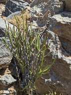 Image of Ephedra pachyclada Boiss.