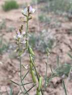 Image de Astragalus proximus (Rydb.) Woot. & Standl.