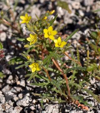 Image of whitestem blazingstar