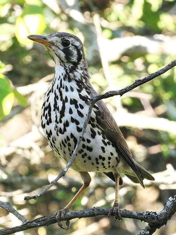 Image of Groundscraper Thrush