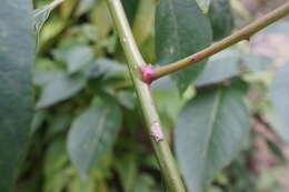 Imagem de Deeringia polysperma (Roxb.) Moq.