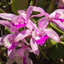 Imagem de Cattleya intermedia Graham ex Hook.