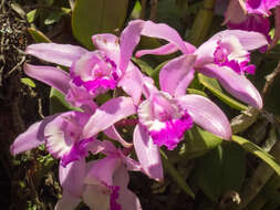 Imagem de Cattleya intermedia Graham ex Hook.