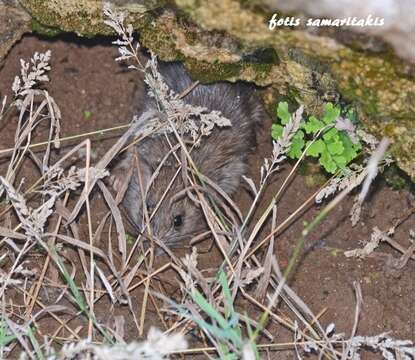 Image of Broad-toothed Field Mouse