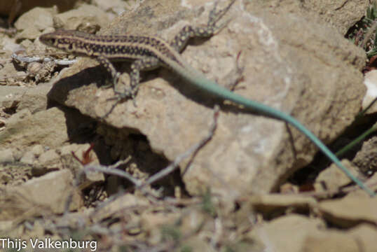 Image of Anatolian Lizard