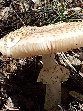 Image de Amanita australis G. Stev. 1962