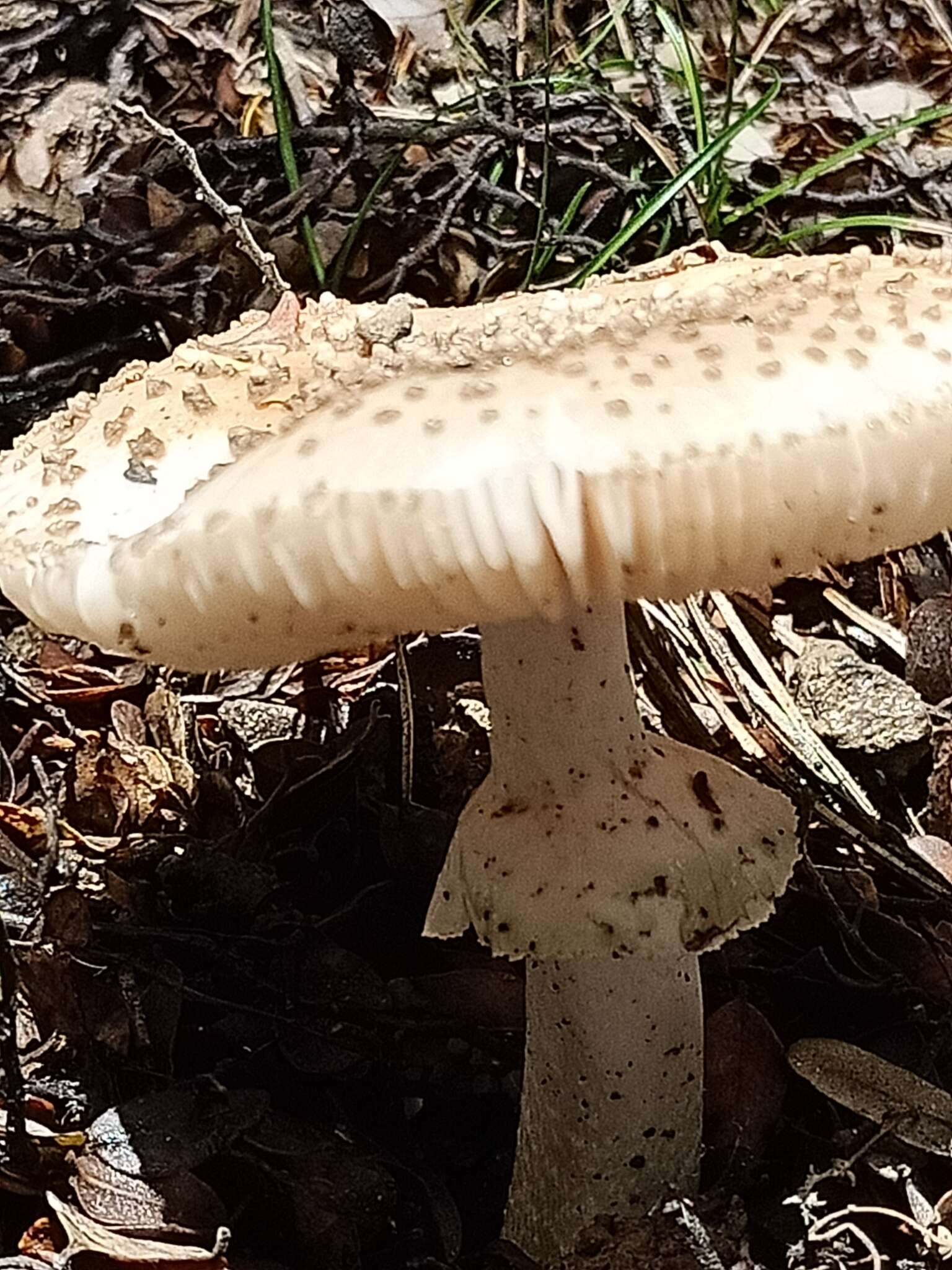 صورة Amanita australis G. Stev. 1962