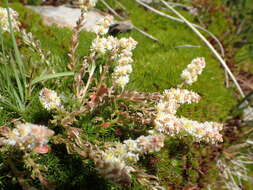 Image of Sesamoides interrupta (Boreau) G. López González