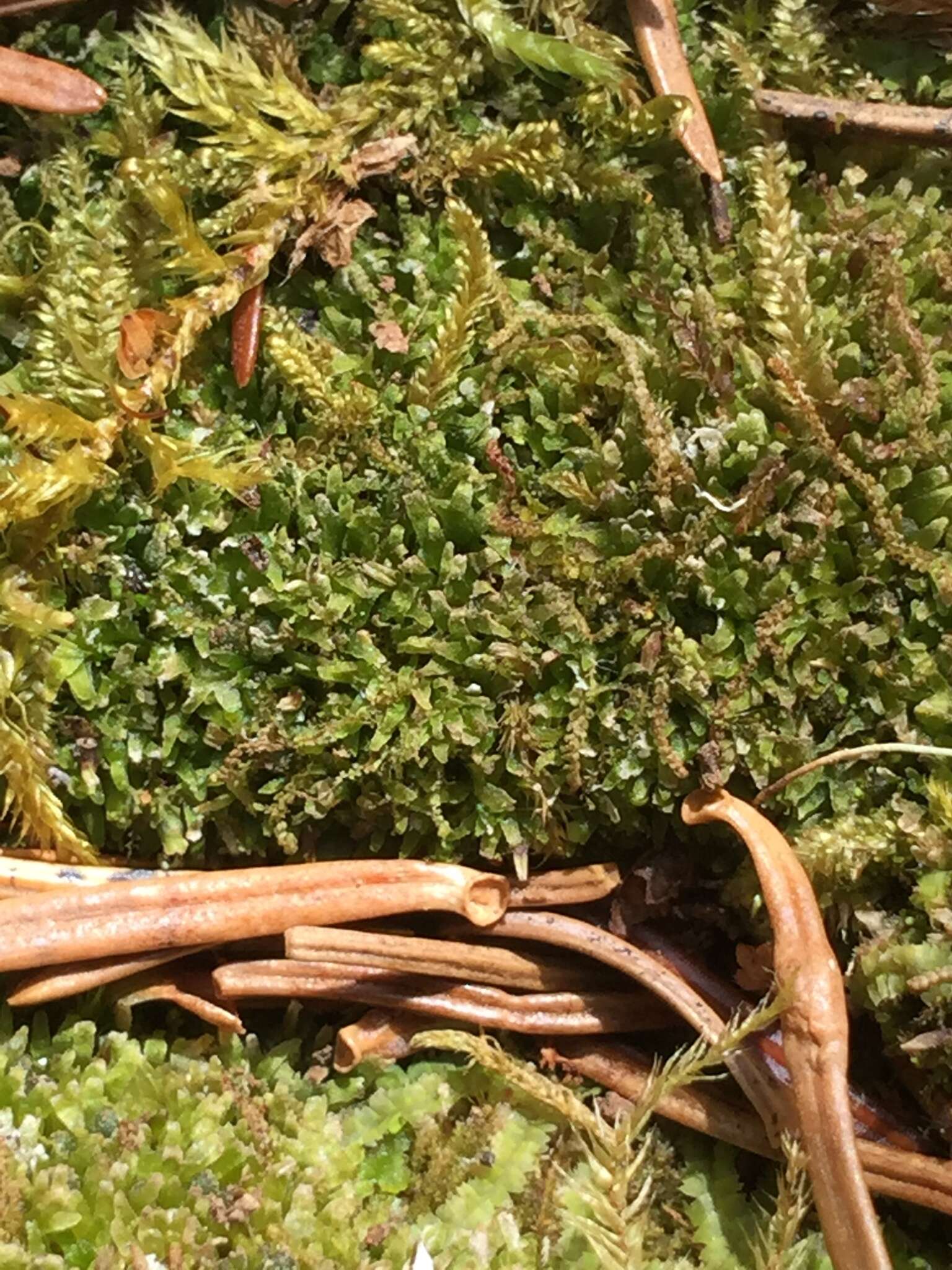 Image of Bog Germanderwort