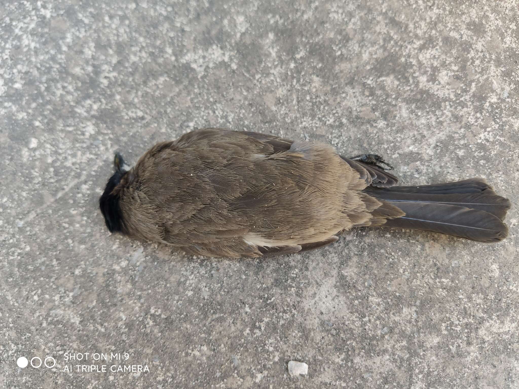 Image of Brown-breasted Bulbul