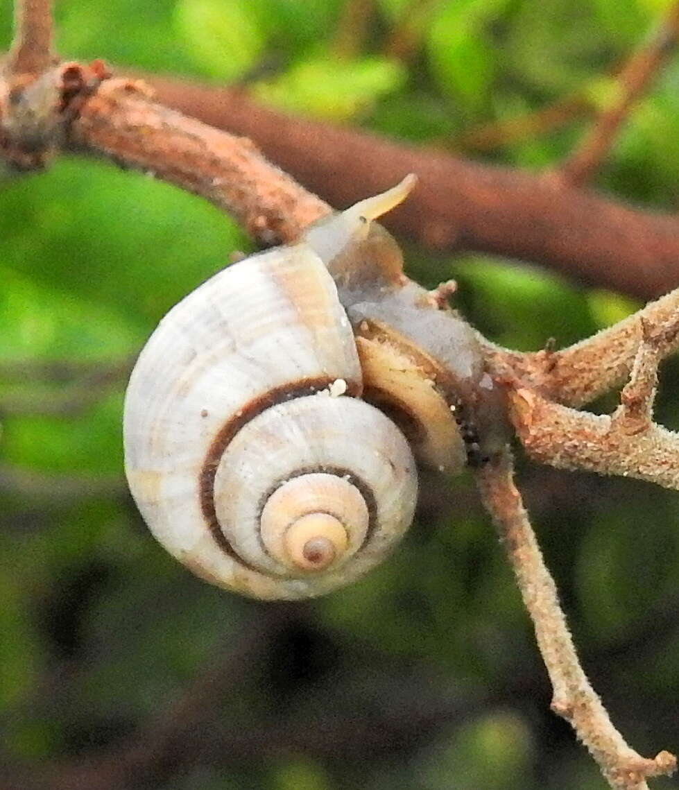 صورة Tropidophora ligata (O. F. Müller 1774)