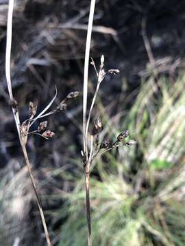 Image of Marsh Fimbry