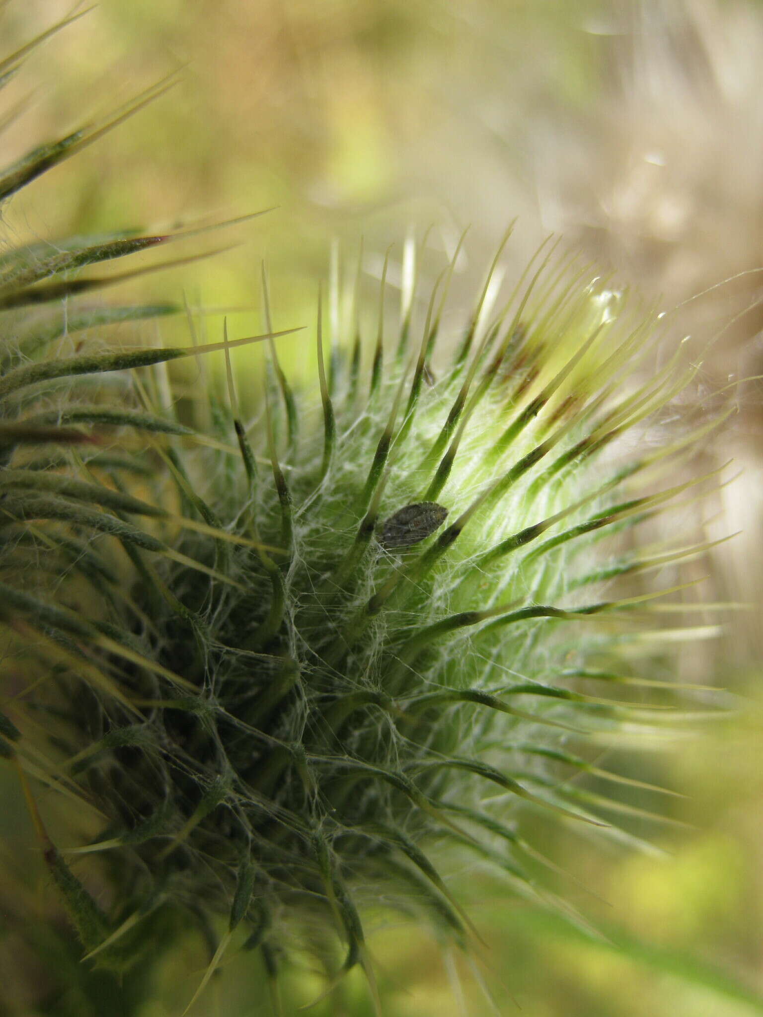 Image of spear thistle lacebug