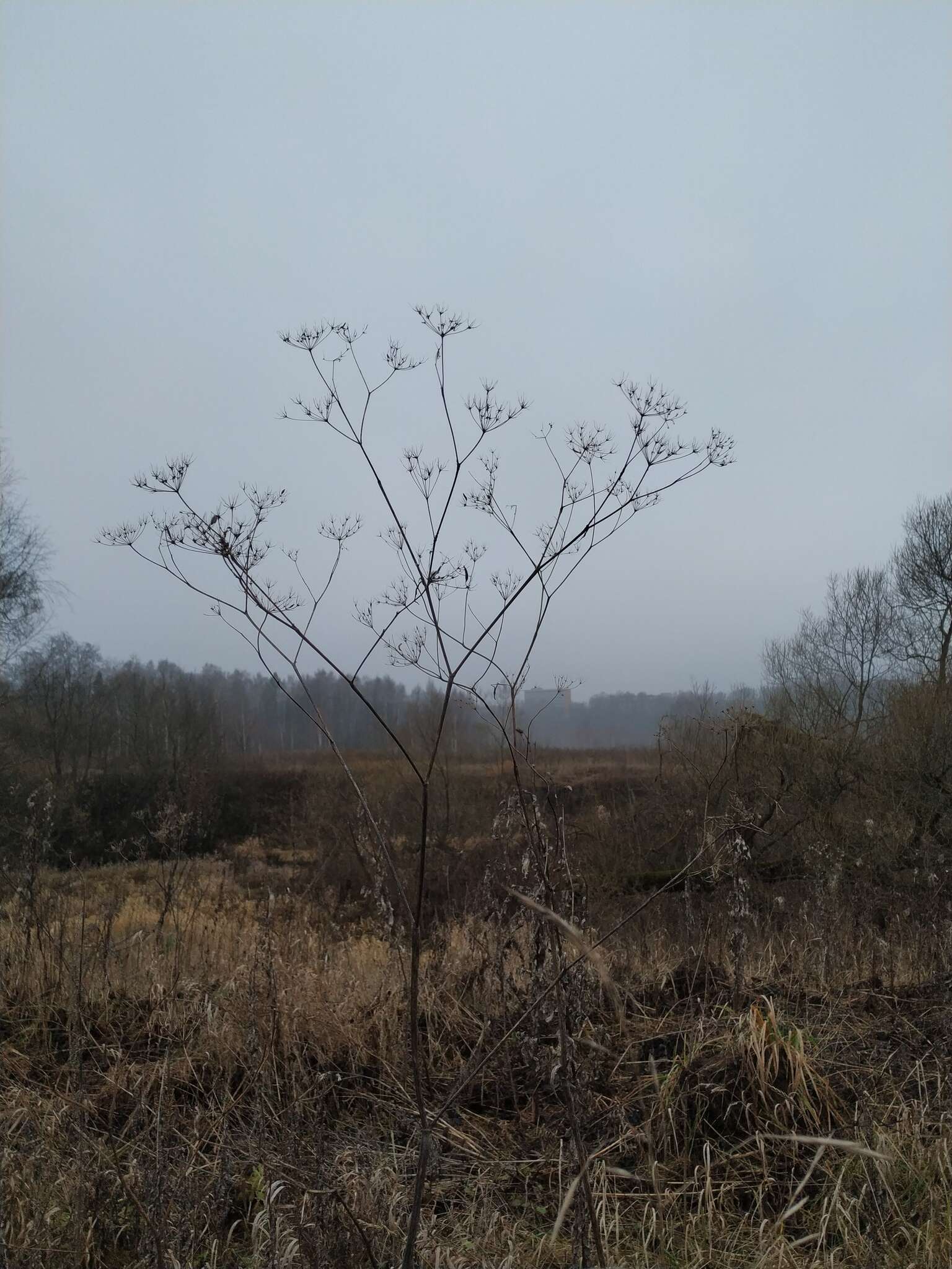 Image of bulbous chervil