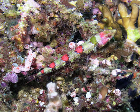 Image of Lizardfish