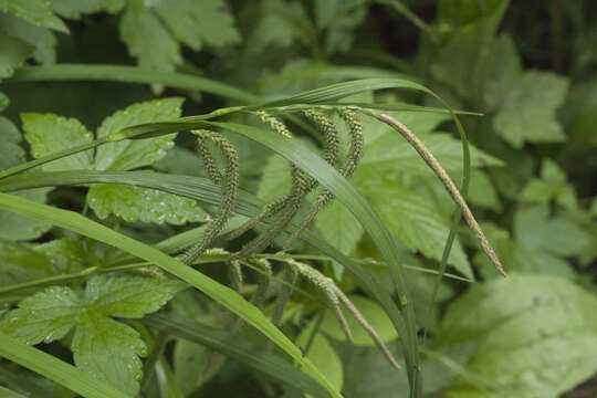 Image of Carex jaluensis Kom.