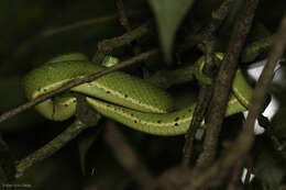 صورة Bothriechis lateralis Peters 1862