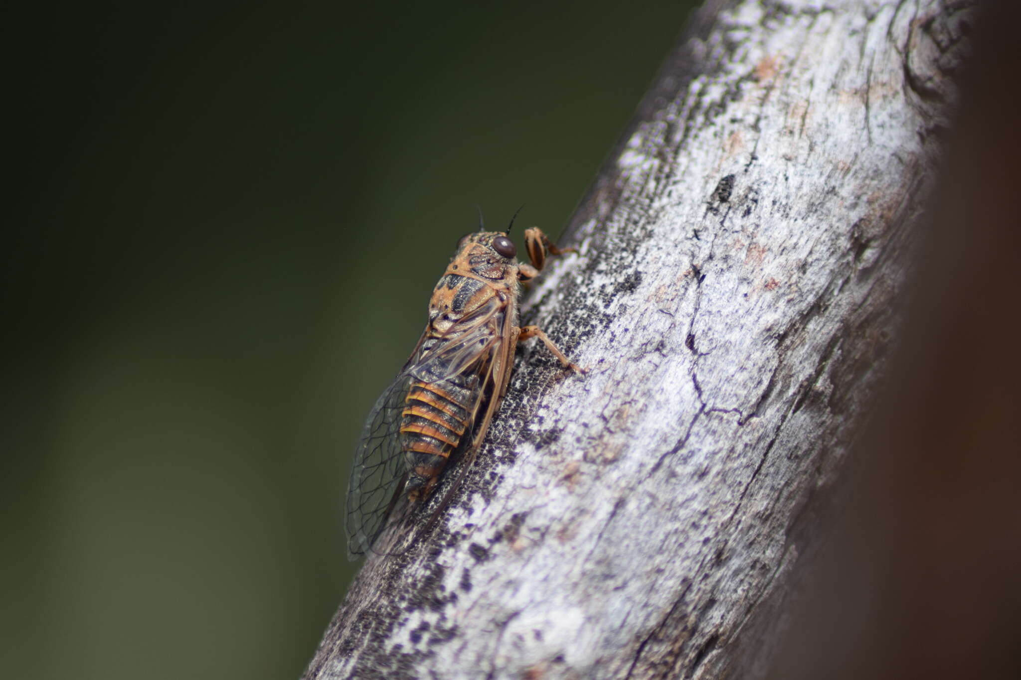 Image of Tettigettalna josei (Boulard 1982)