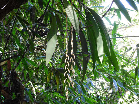 Image of Coelogyne echinolabium de Vogel