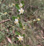 Image of Asterolasia asteriscophora subsp. albiflora Mole