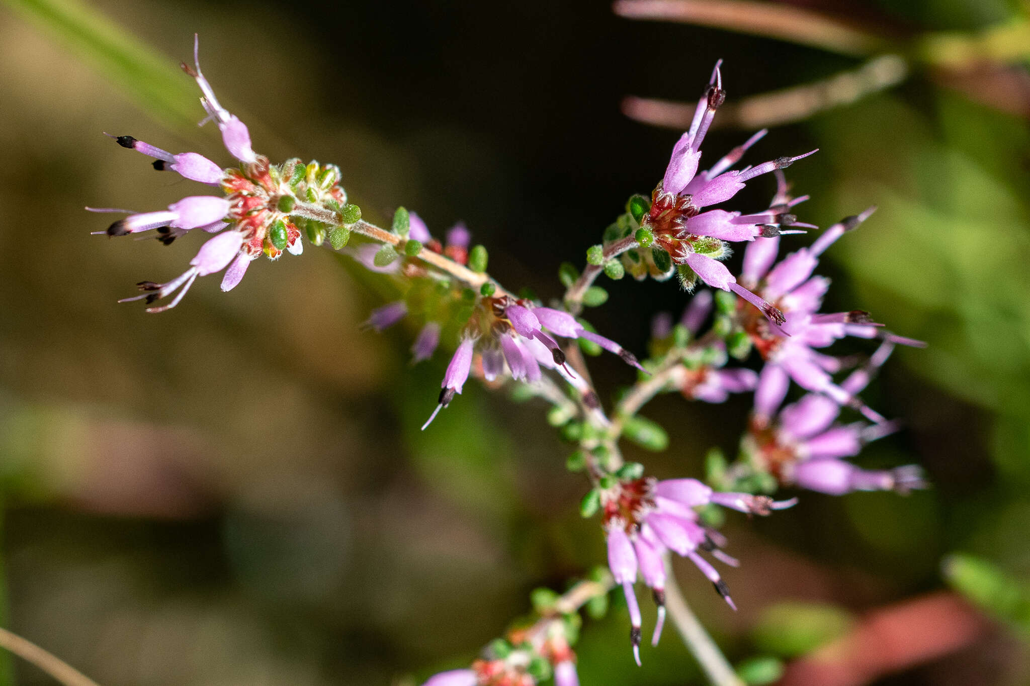 Plancia ëd Erica paucifolia subsp. ciliata (Klotzsch) E. G. H. Oliver