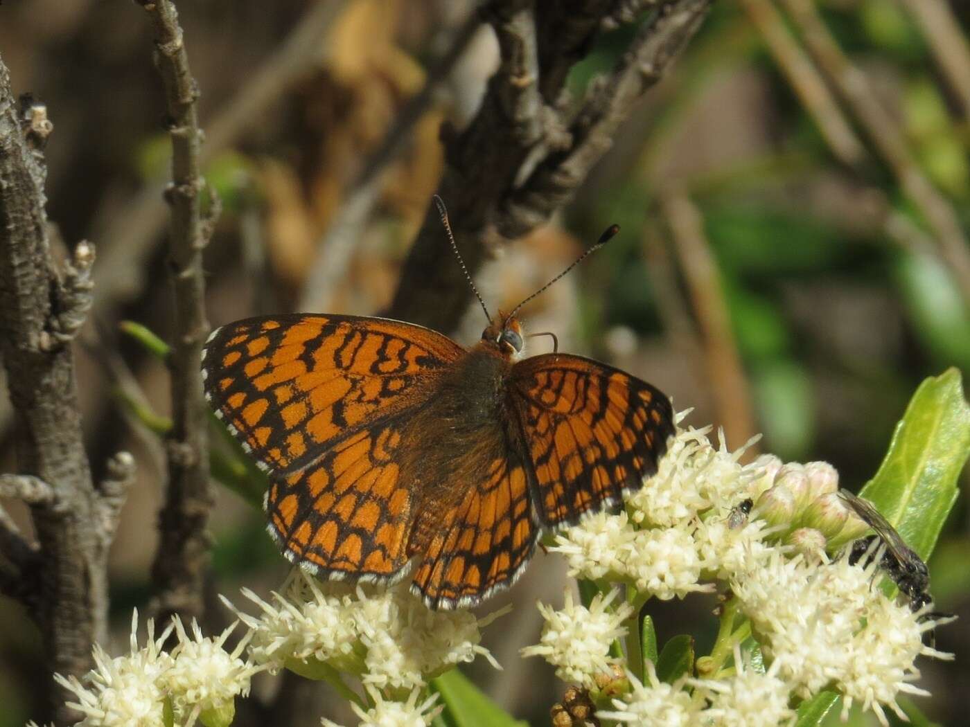 Image of Sagebrush Checkerspot