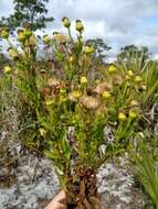 Chrysopsis delaneyi Wunderlin & Semple resmi