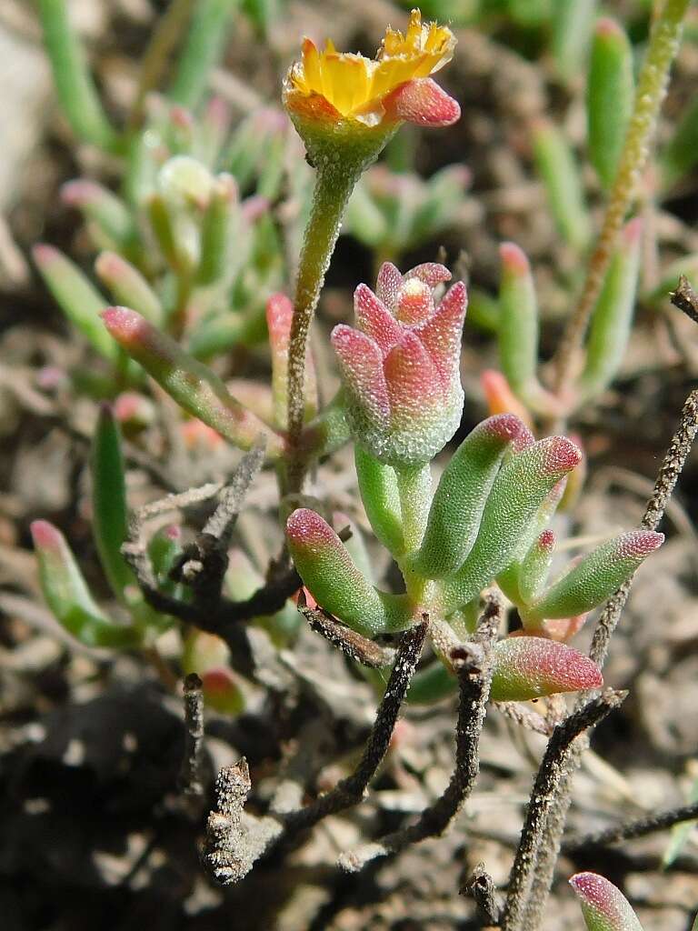 Image of Drosanthemum flavum (Haw.) Schwant.