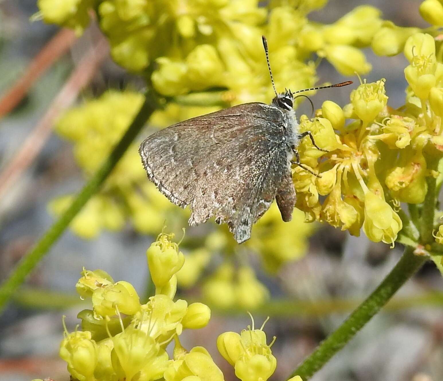 Sivun Satyrium behrii (Edwards 1870) kuva