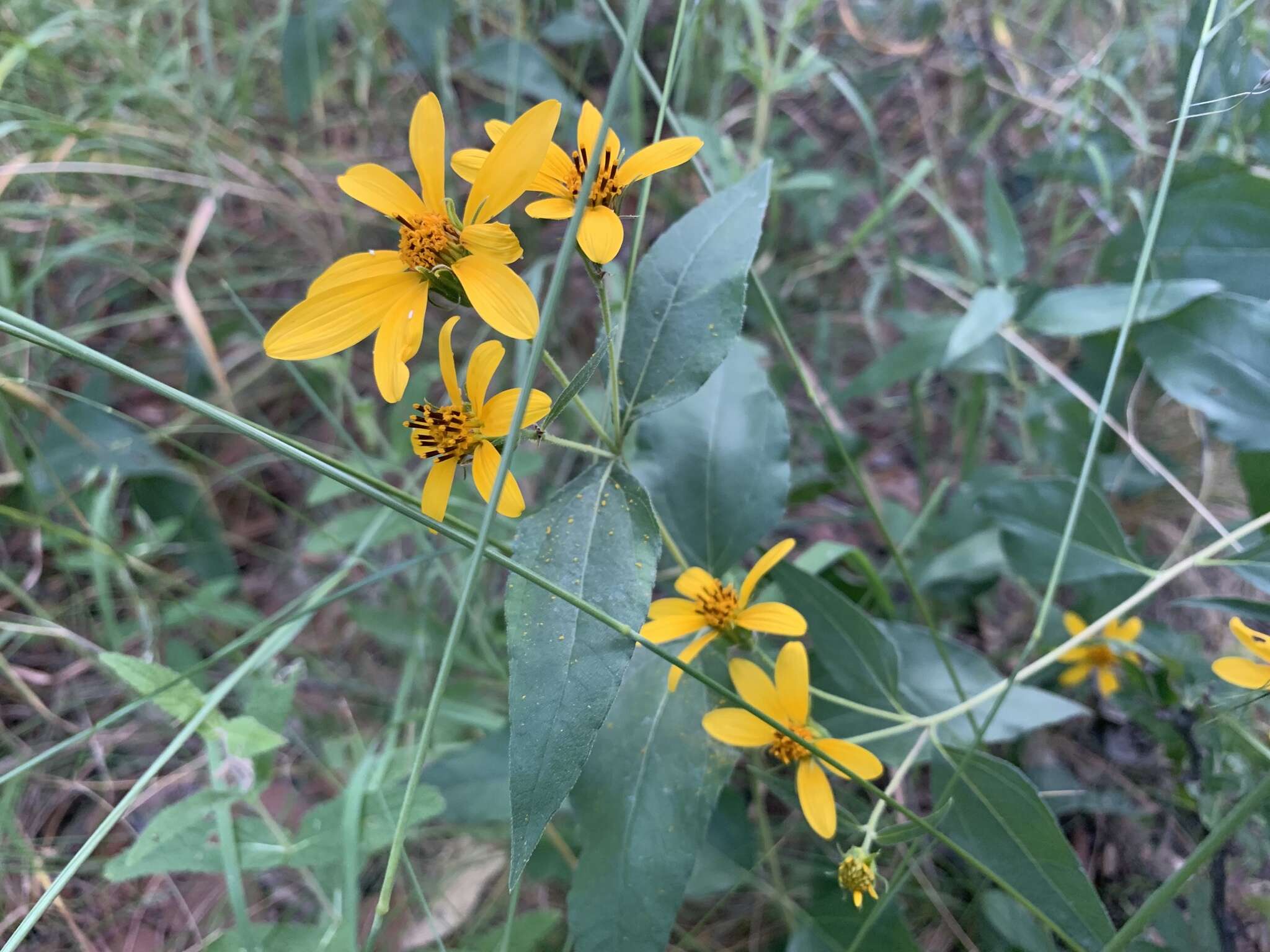 Image of heartleaf goldeneye