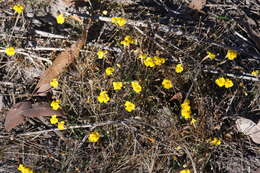 Sivun Uvedalia linearis var. lutea (Benth.) W. R. Barker & Beardsley kuva