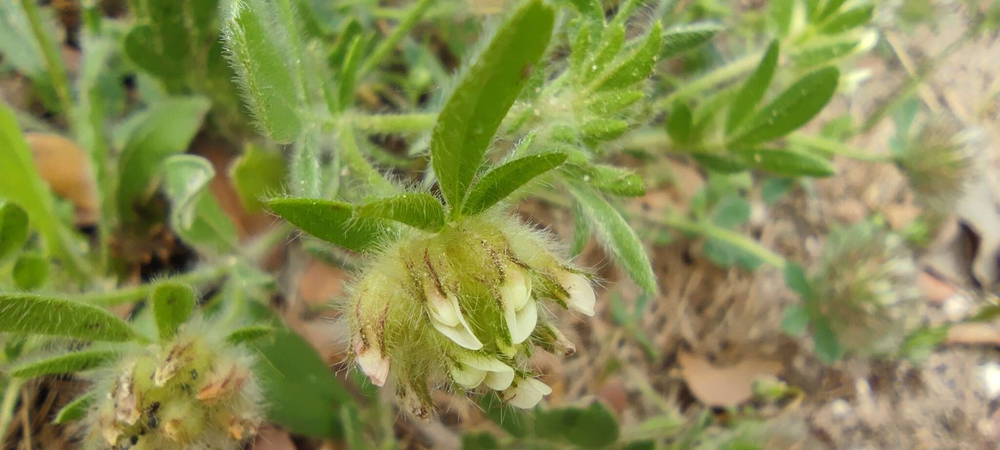 Plancia ëd Anthyllis cornicina L.