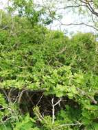 Image of Pereskiopsis rotundifolia (DC.) Britton & Rose