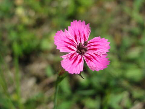 صورة Dianthus carthusianorum L.