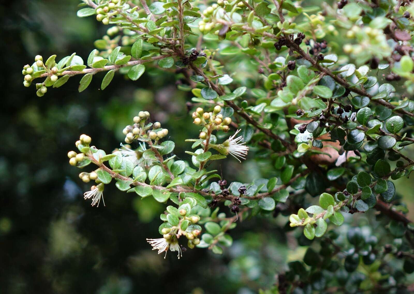 Image of Metrosideros perforata (J. R. & G. Forst.) A. Rich.