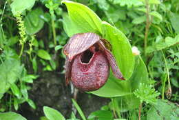 Image of Tibetian Cypripedium