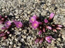 Image of Yosemite bitterroot