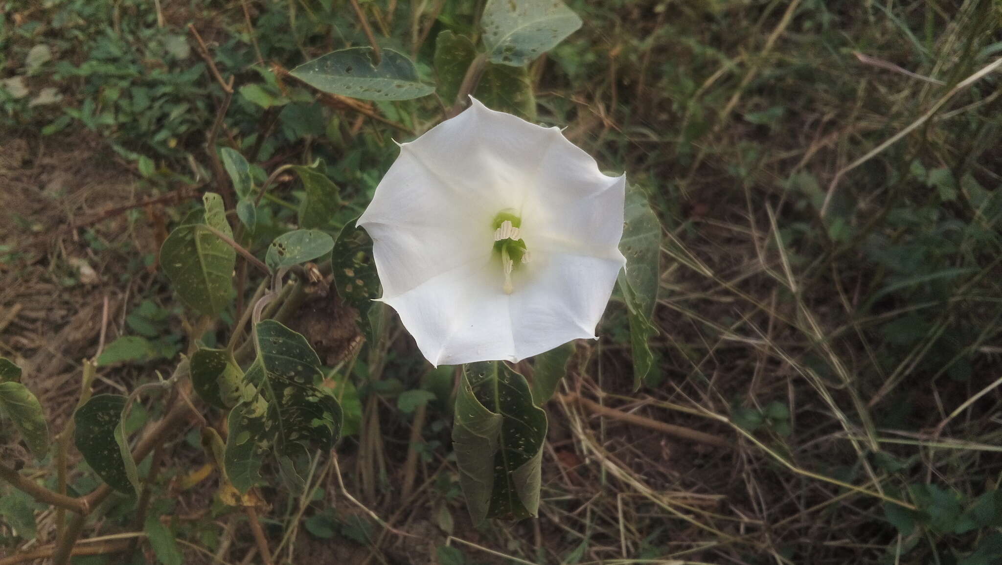 Image of Datura innoxia P. Miller