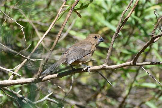 Plancia ëd Cyanoloxia Bonaparte 1850