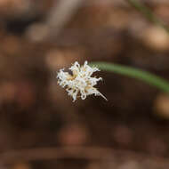 Arthrostylis aphylla R. Br. resmi