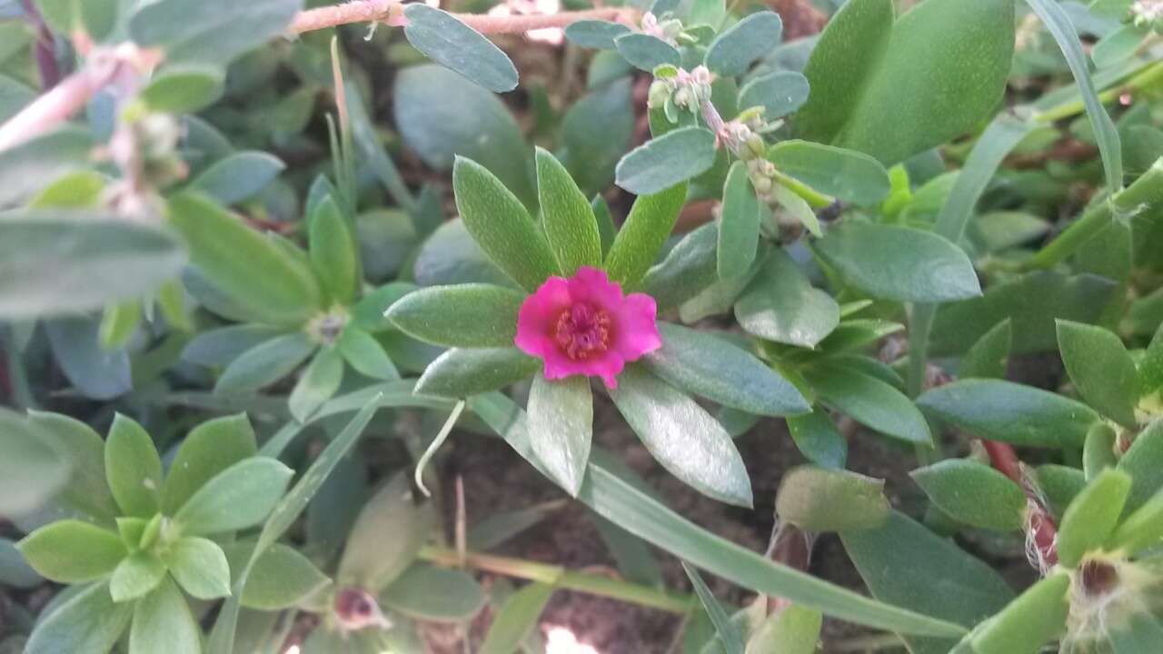 Image of Paraguayan purslane