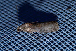 Image of Dotted Oak Knot-horn