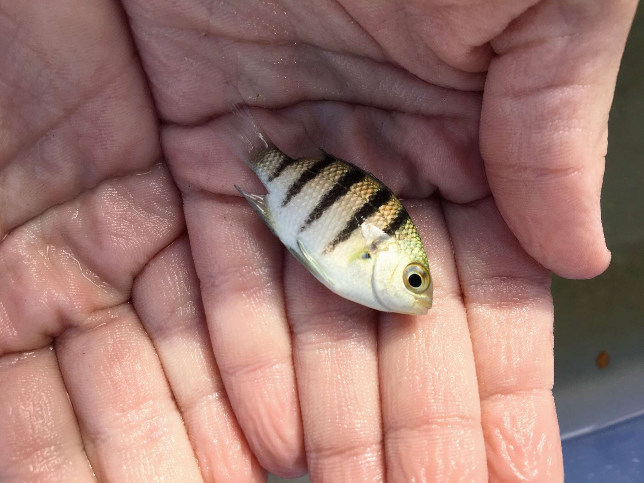 Image of Damsel Fish