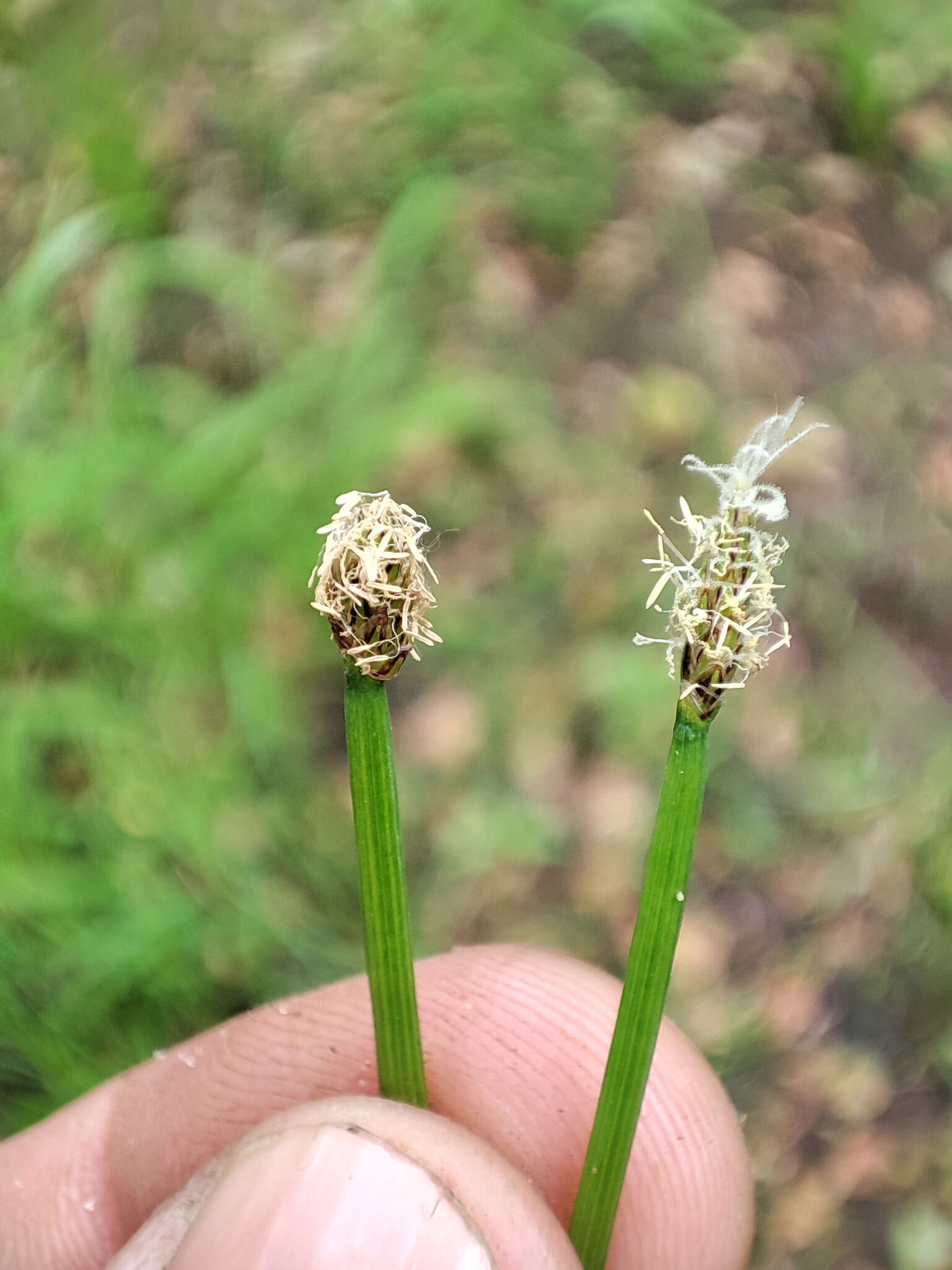 Image of soft-stem spikerush