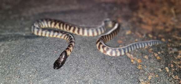 Image of Black-headed Python