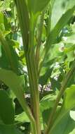 Image of Florida Indian plantain