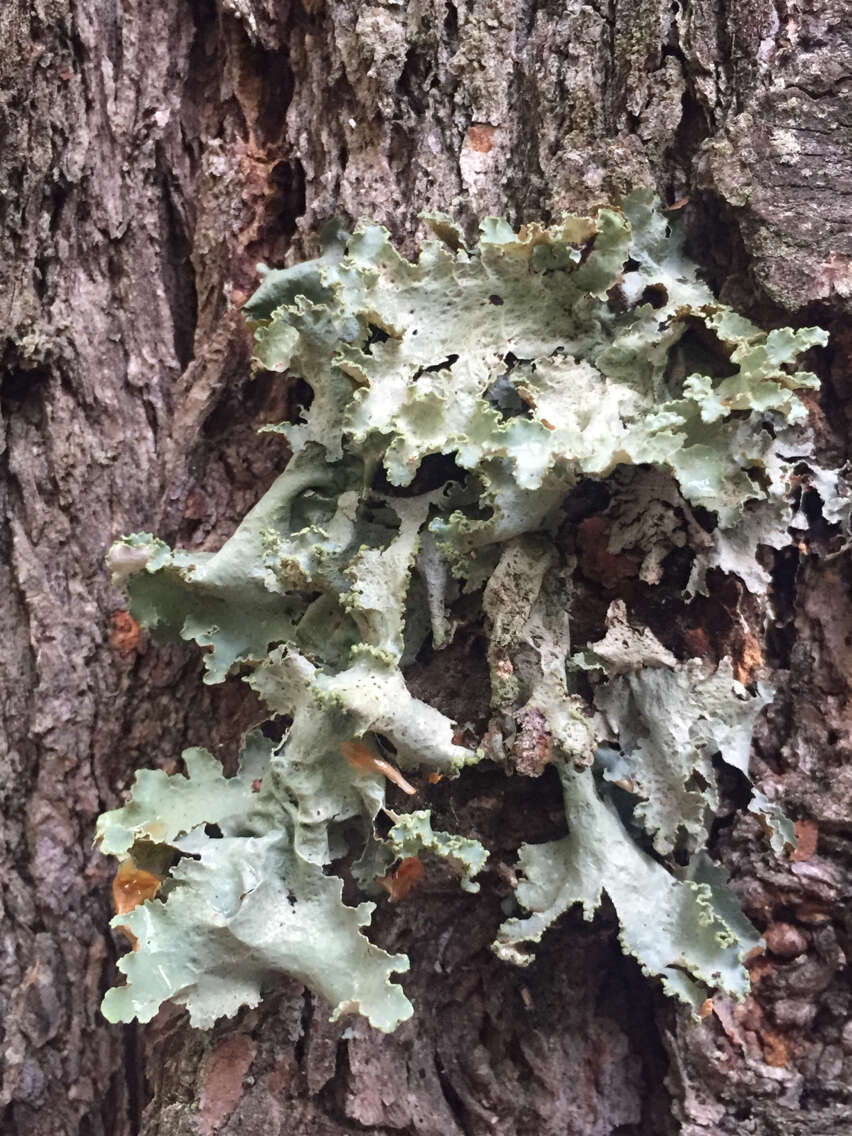 Image of Varied Rag Lichen