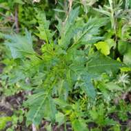 Image of Red Goosefoot