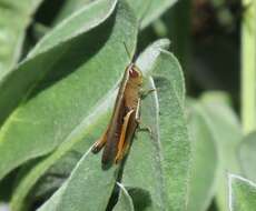 Image of Brown Winter Grasshopper