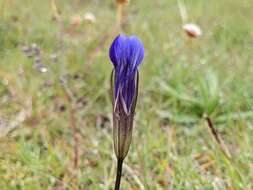 Image of windmill fringed gentian